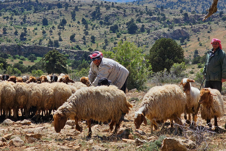 Shepherd Encounter